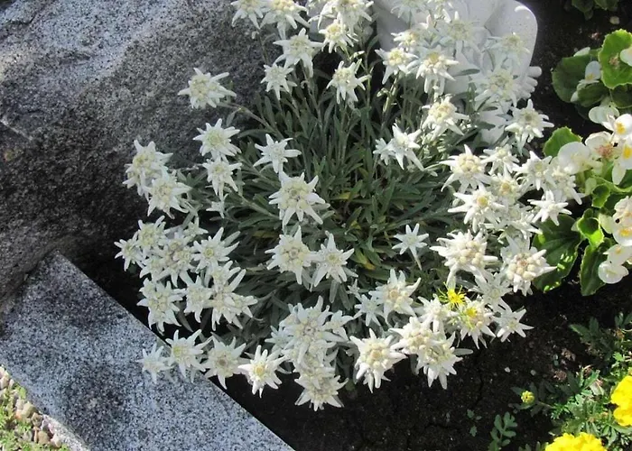 別荘 With 1 Bedroom *